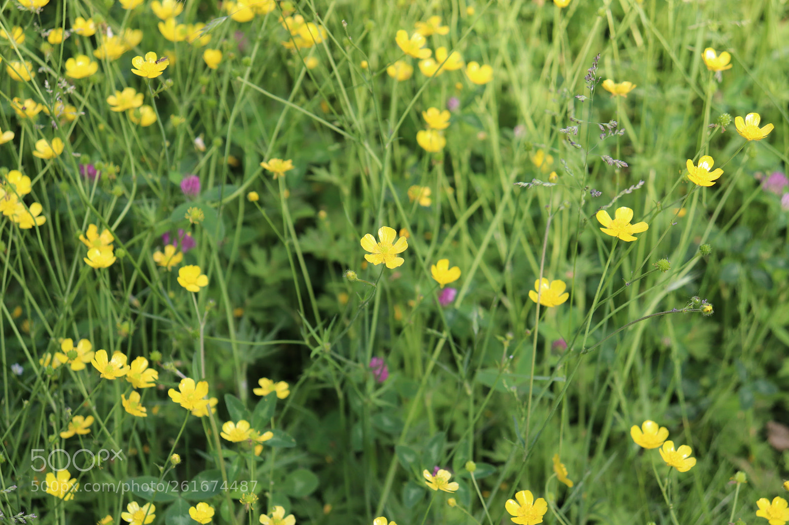Canon EOS 200D (EOS Rebel SL2 / EOS Kiss X9) sample photo. Weeds photography