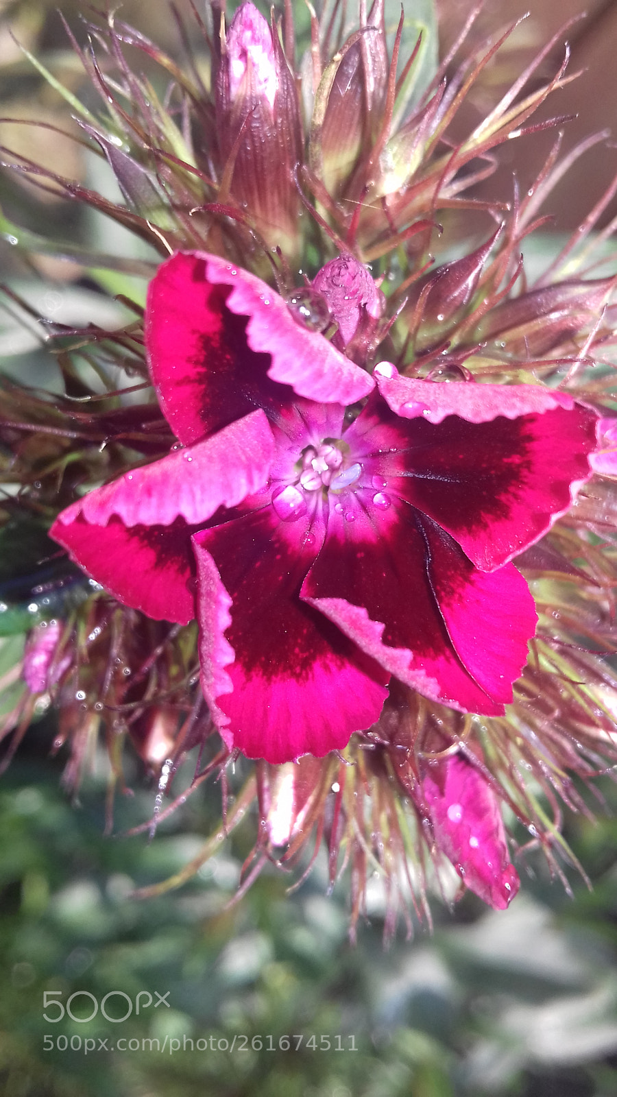 Samsung Galaxy J3(2016) sample photo. Buds opening up photography