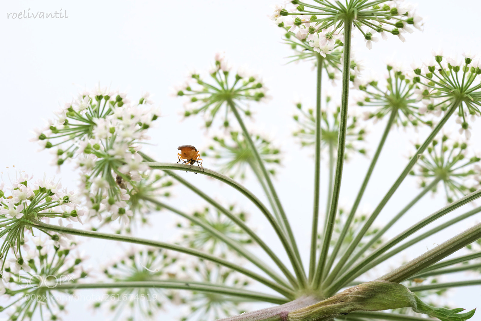 Nikon D750 sample photo. Common hogweed photography