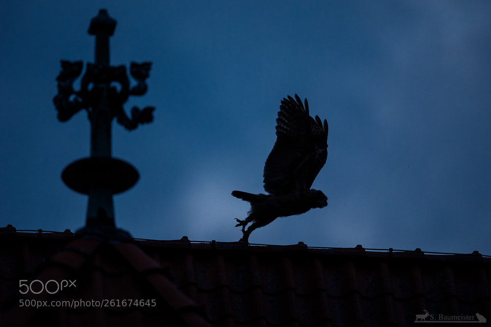 Canon EOS 5D Mark IV sample photo. Take off photography