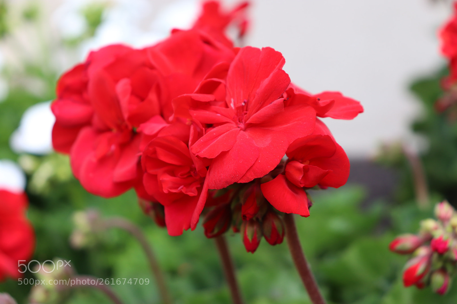 Canon EOS 200D (EOS Rebel SL2 / EOS Kiss X9) sample photo. Late bloomer photography