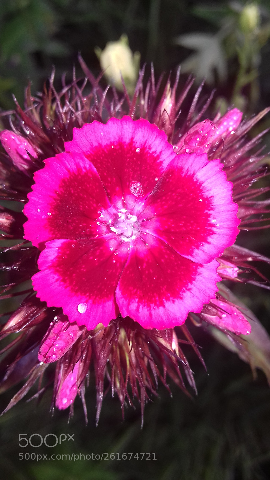 Samsung Galaxy J3(2016) sample photo. Pretty pink flower photography