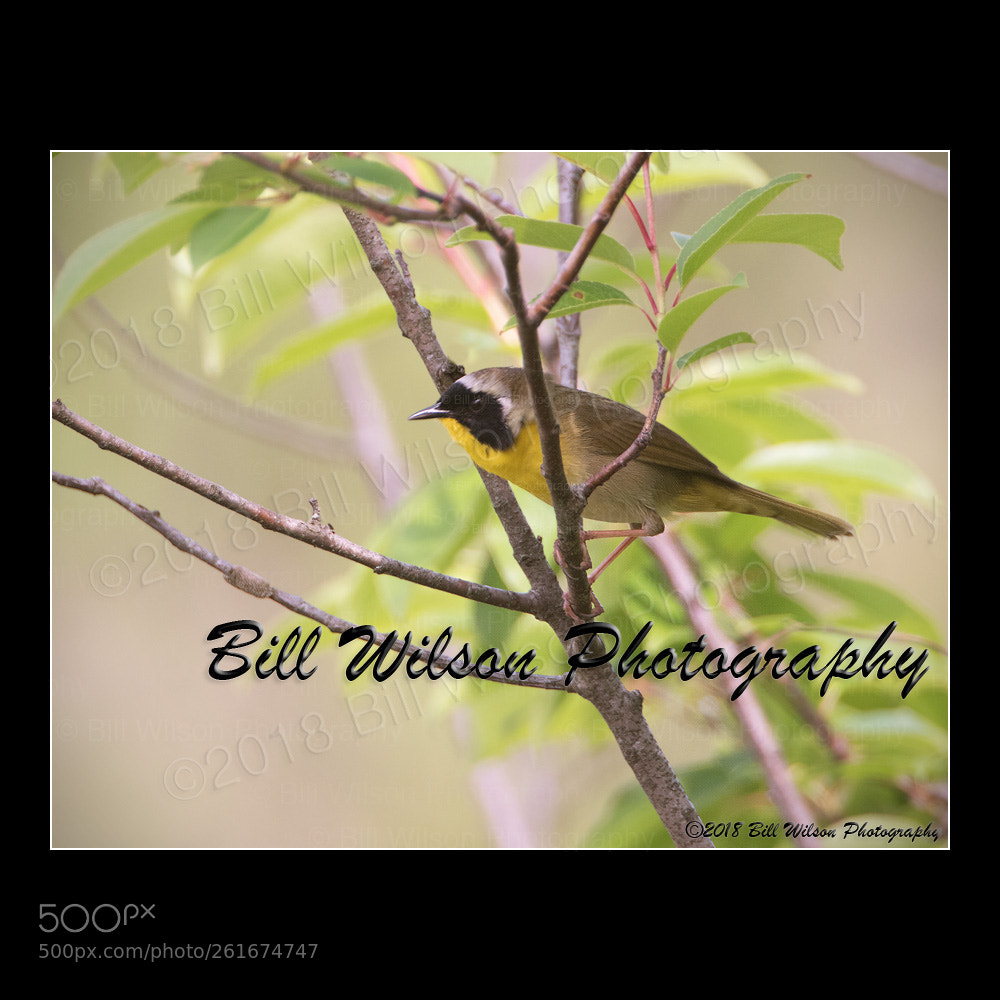 Nikon D500 sample photo. Common yellowthroat photography
