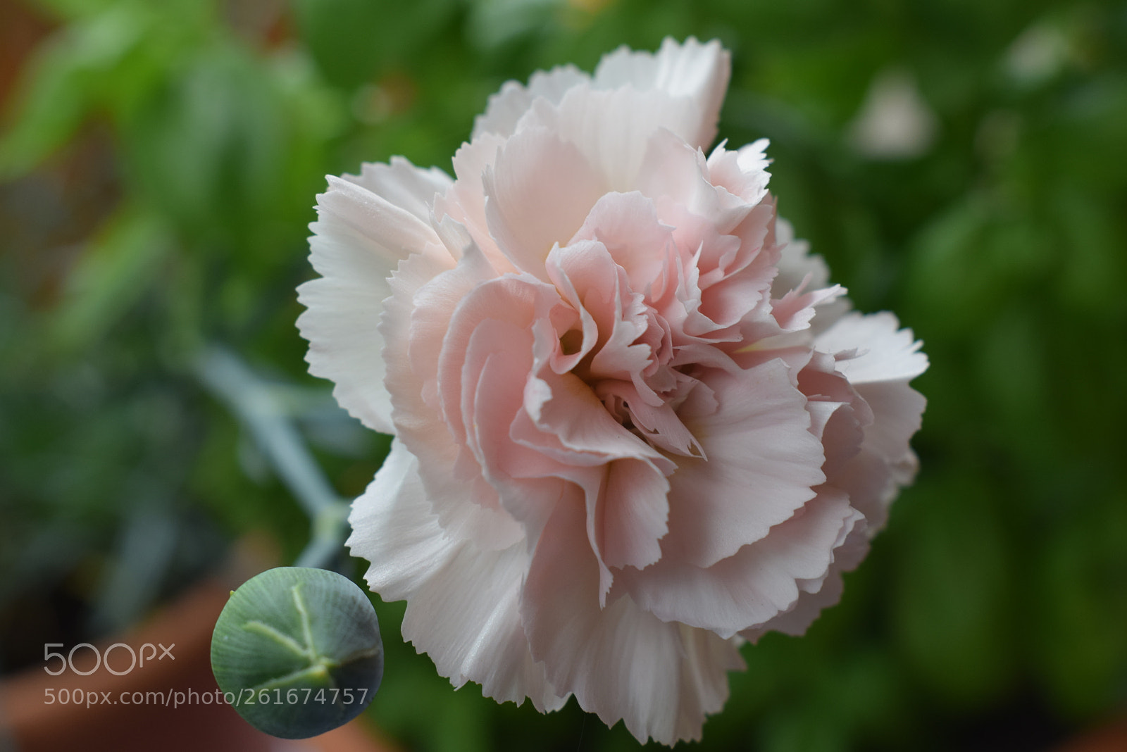Nikon D3300 sample photo. Œillet rose photography