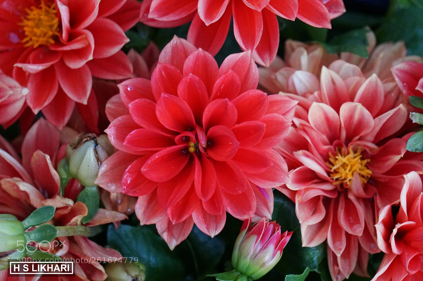 Sony a6300 sample photo. Summer flowers photography