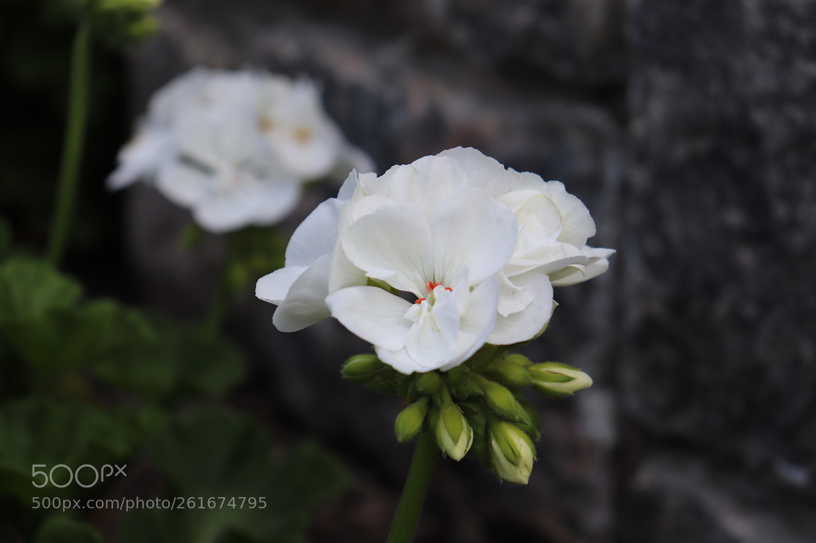 Canon EOS 200D (EOS Rebel SL2 / EOS Kiss X9) sample photo. White angel photography