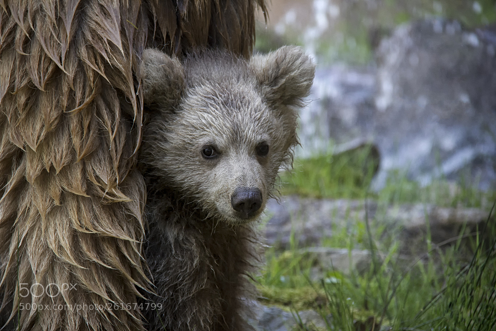 Canon EOS 550D (EOS Rebel T2i / EOS Kiss X4) sample photo. Himalayan brown bear cub... photography