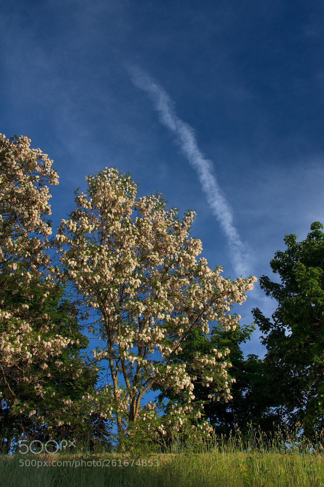 Canon EOS 50D sample photo. Inflorescence photography