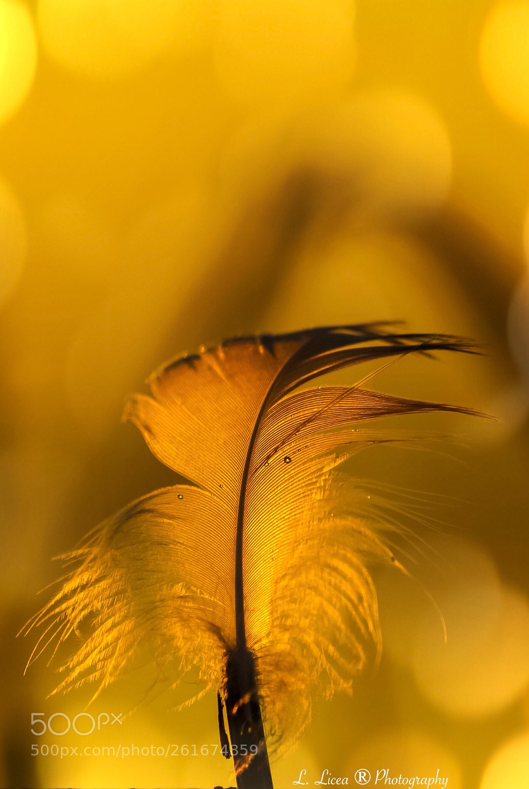 Canon EOS 6D Mark II sample photo. Caress of light 84 photography