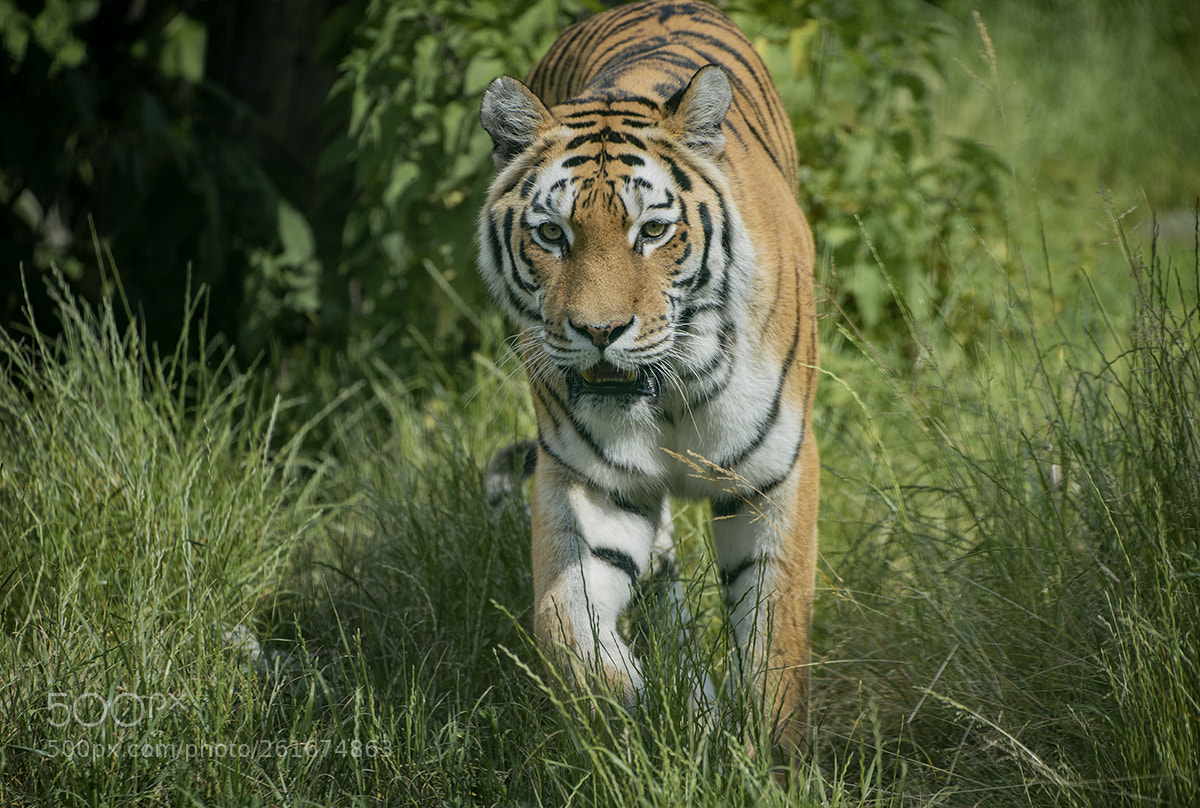 Nikon D800 sample photo. Panthera tigris altaica photography