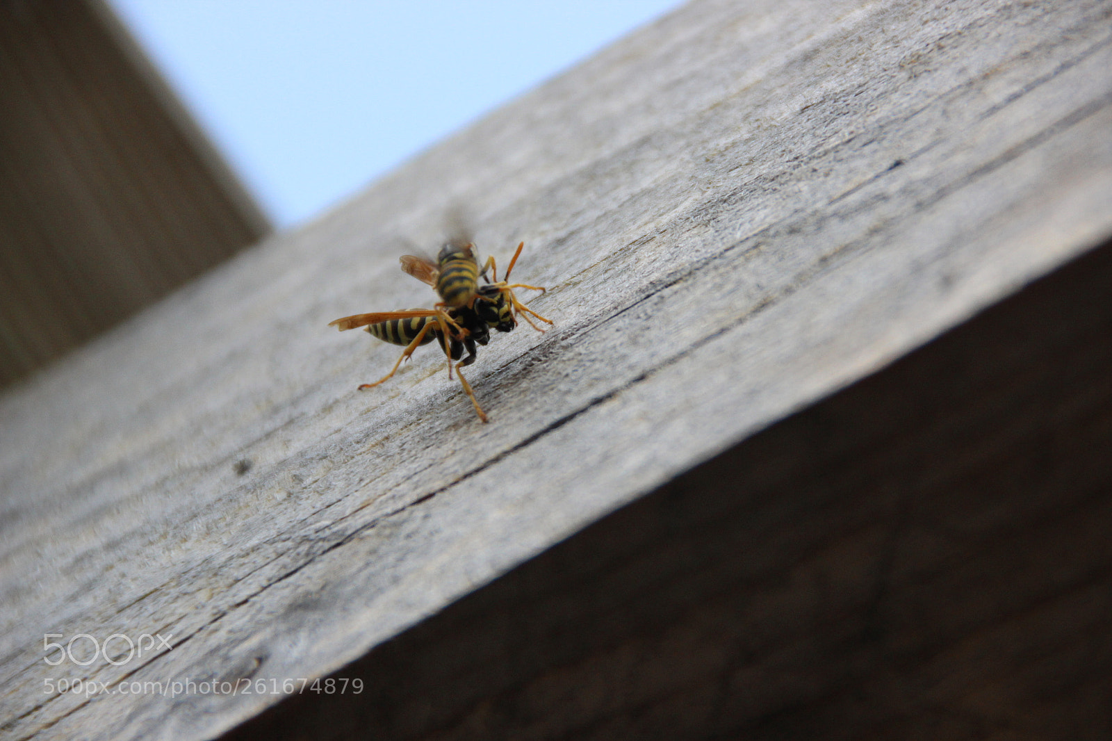 Canon EOS 600D (Rebel EOS T3i / EOS Kiss X5) sample photo. Wasp is fighting photography