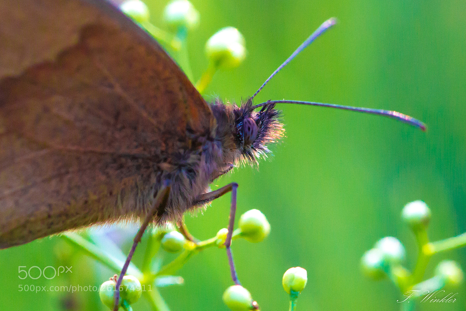 Canon EOS 6D sample photo. Butterfly photography