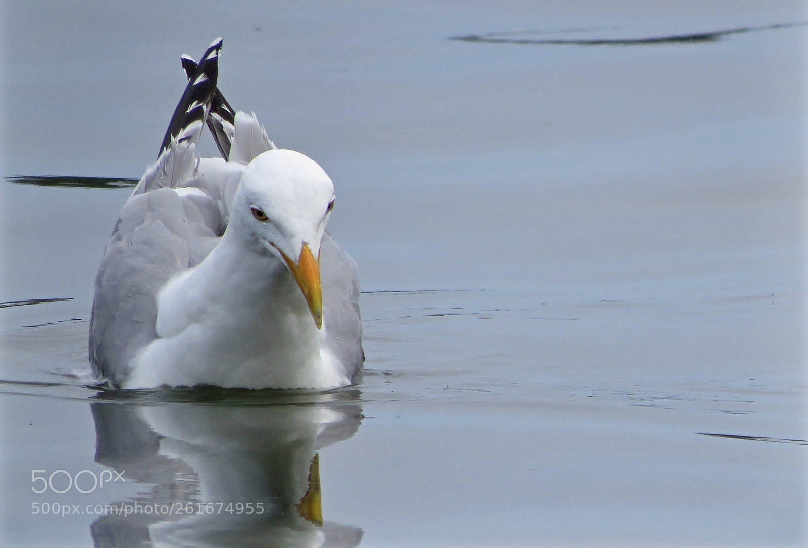 Canon PowerShot SX50 HS sample photo. Seagull photography