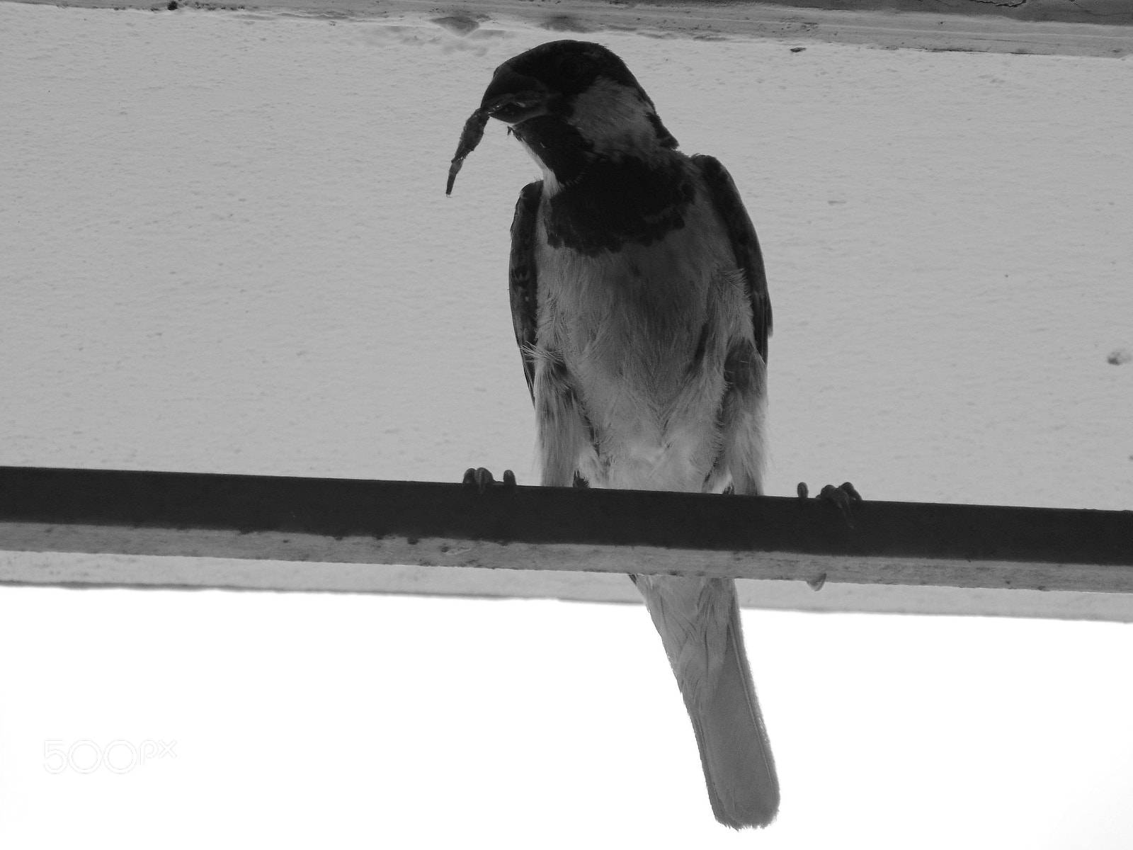 Sony Cyber-shot DSC-H200 sample photo. A bird.. photography