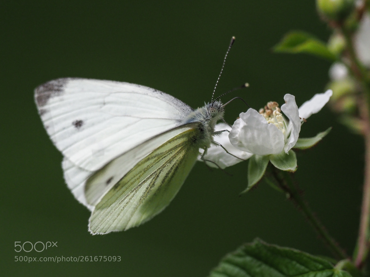 Olympus OM-D E-M1 Mark II sample photo. Pieris brassicae photography