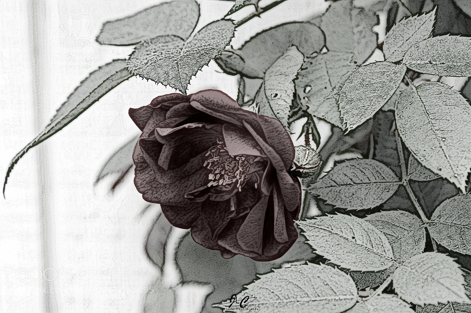 Canon EOS 1300D (EOS Rebel T6 / EOS Kiss X80) sample photo. The rose in hd-2 photography