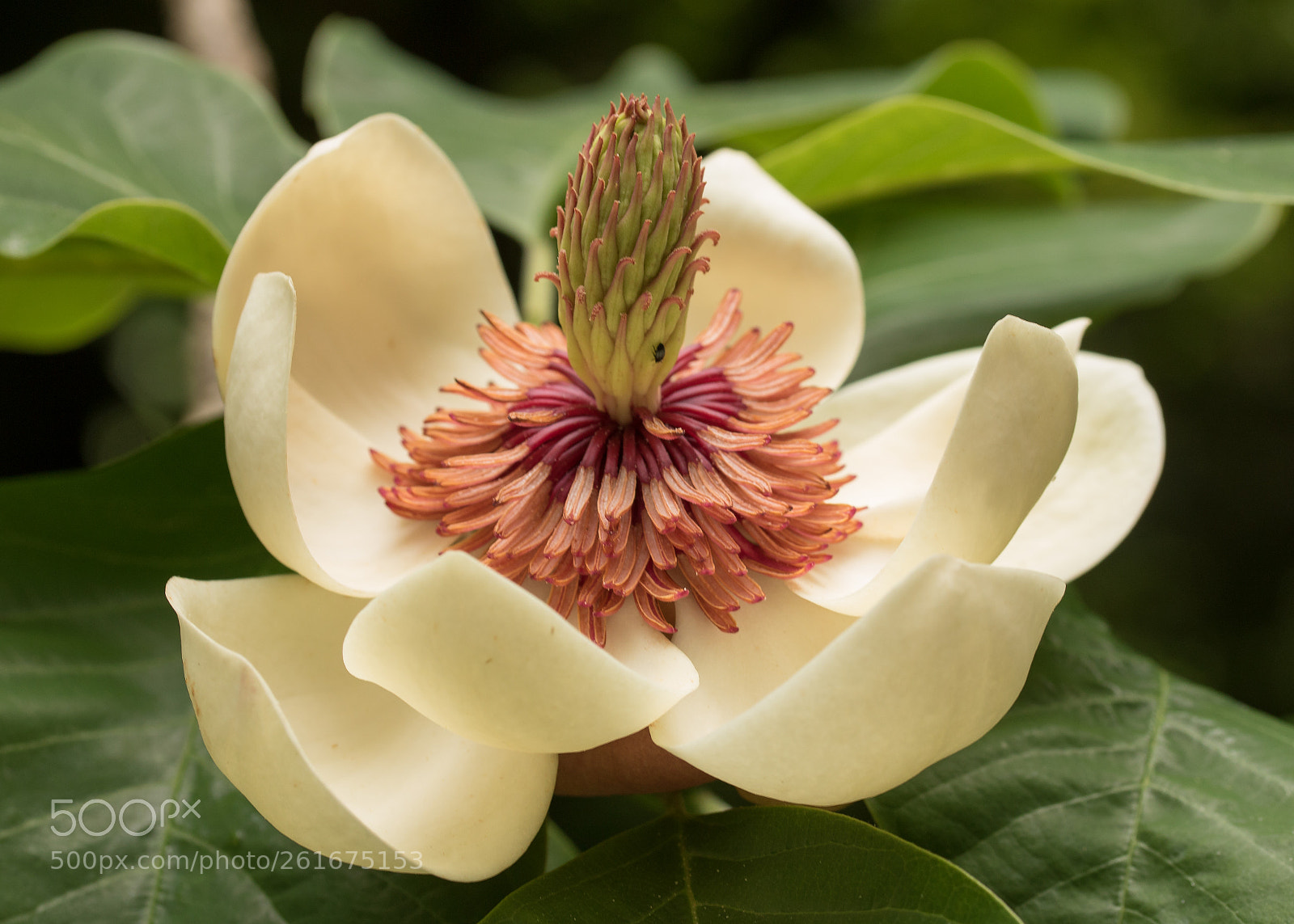 Canon EOS 750D (EOS Rebel T6i / EOS Kiss X8i) sample photo. Magnolia flower photography