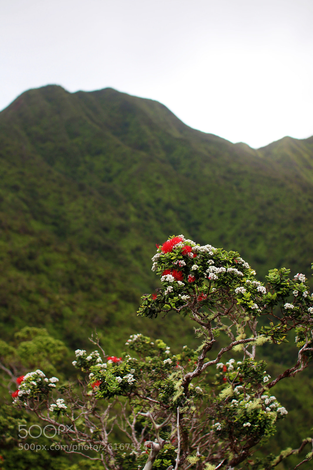 Canon EOS 80D sample photo. Wa'ahila ridge ohia photography