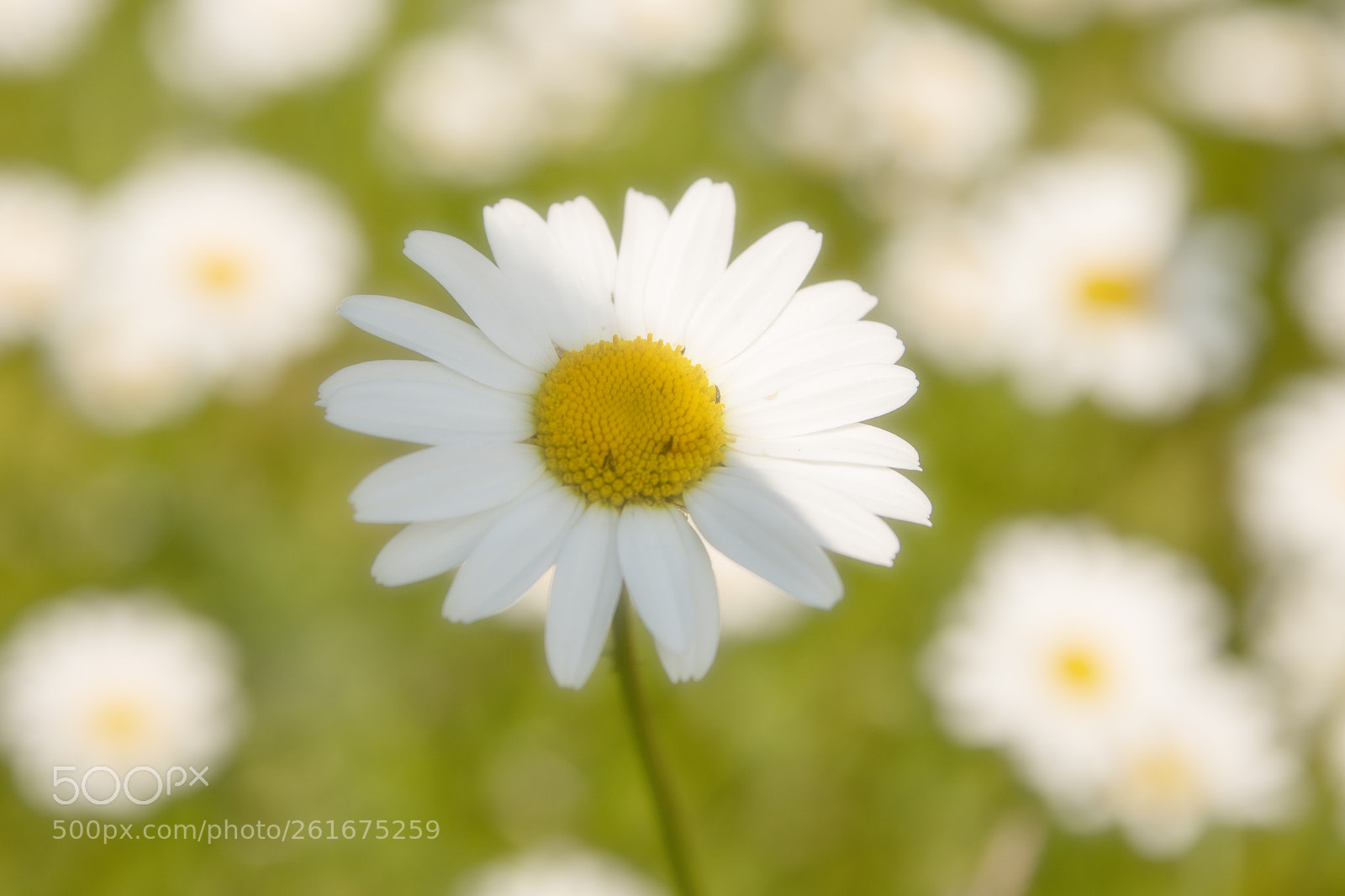Canon EOS 750D (EOS Rebel T6i / EOS Kiss X8i) sample photo. White flowers photography