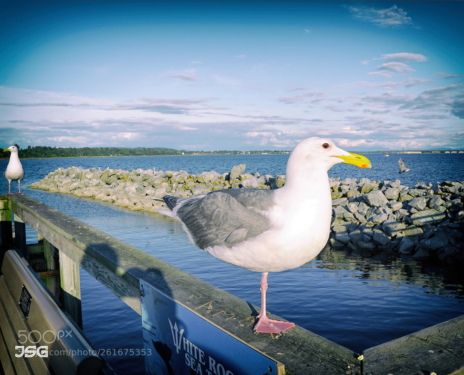 Sony a6000 sample photo. The brave one photography