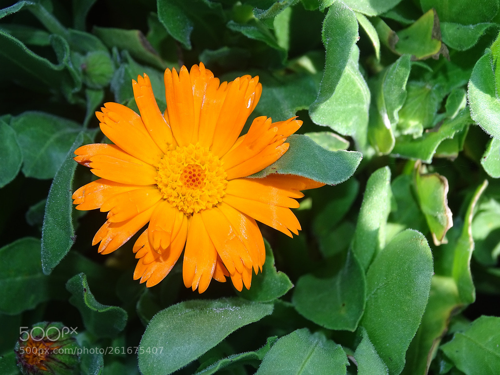 Sony Cyber-shot DSC-HX400V sample photo. Yellow photography