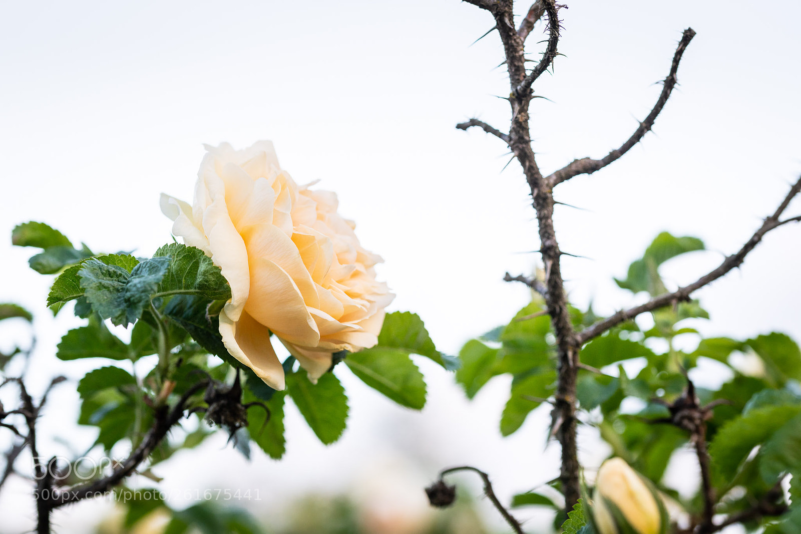 Nikon D850 sample photo. Roses of 2018 photography