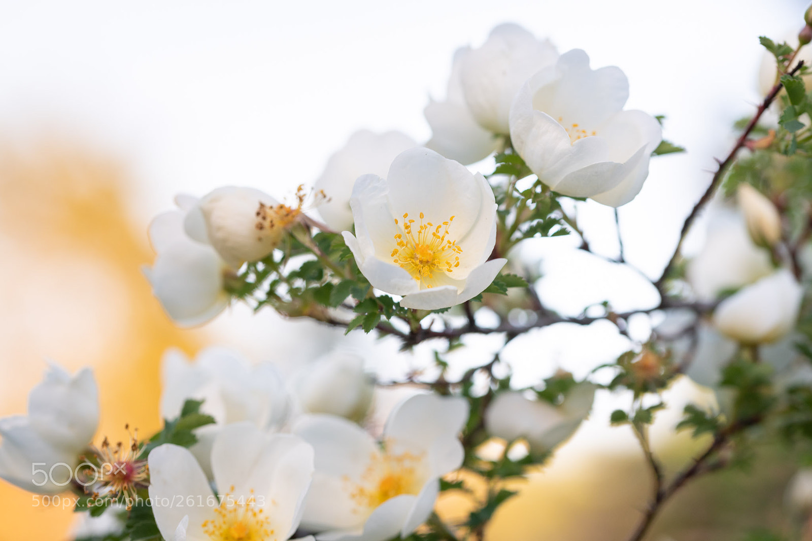 Nikon D850 sample photo. Roses of 2018 photography