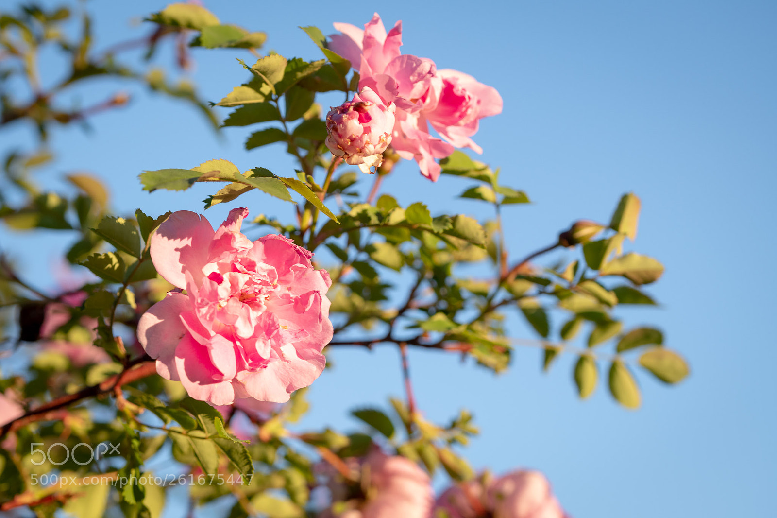 Nikon D850 sample photo. Roses of 2018 photography