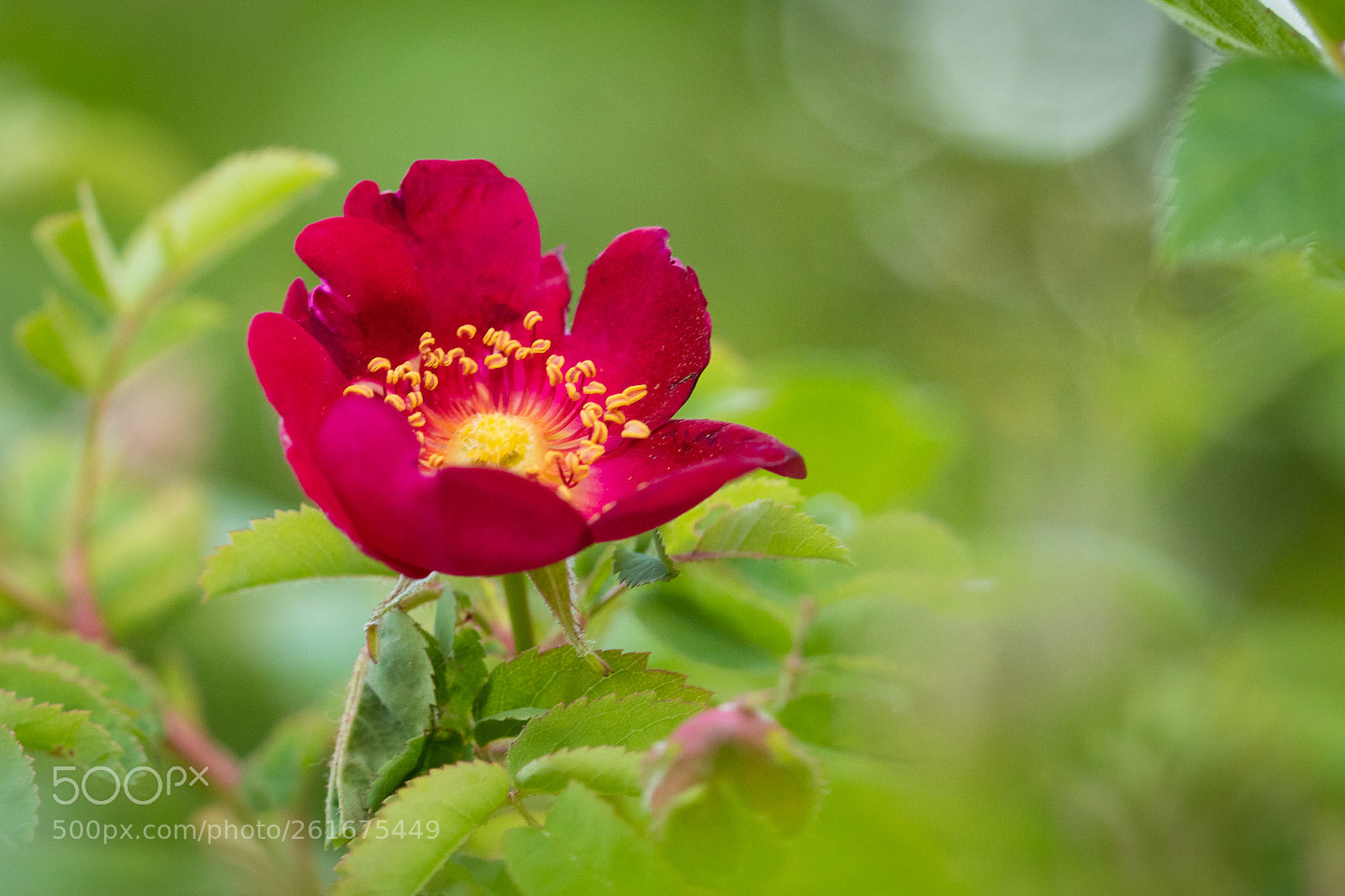 Nikon D850 sample photo. Roses of 2018 photography