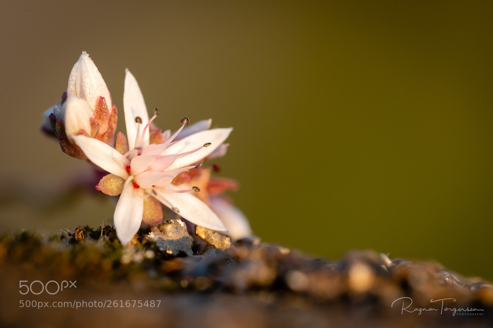Nikon D500 sample photo. Flower in sunset photography