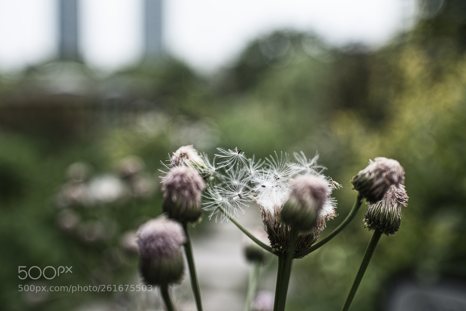 Nikon D810 sample photo. Dandelion photography