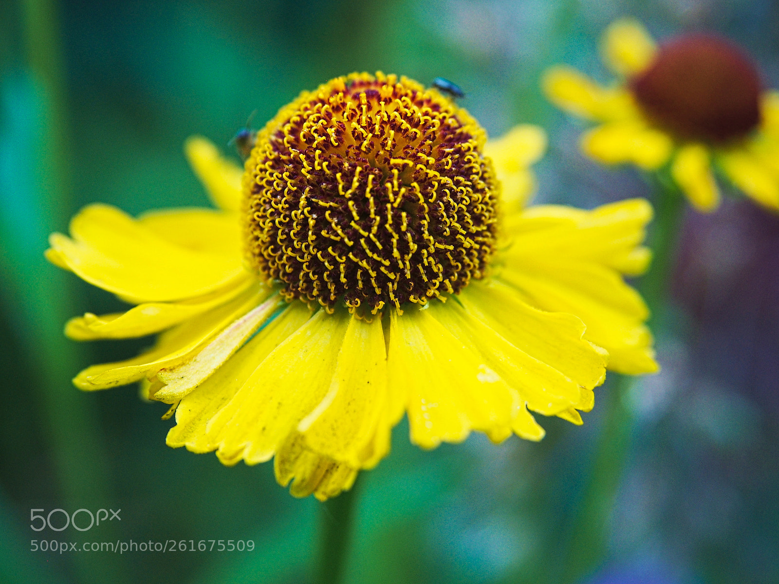 Olympus PEN E-PL5 sample photo. Sun hut photography