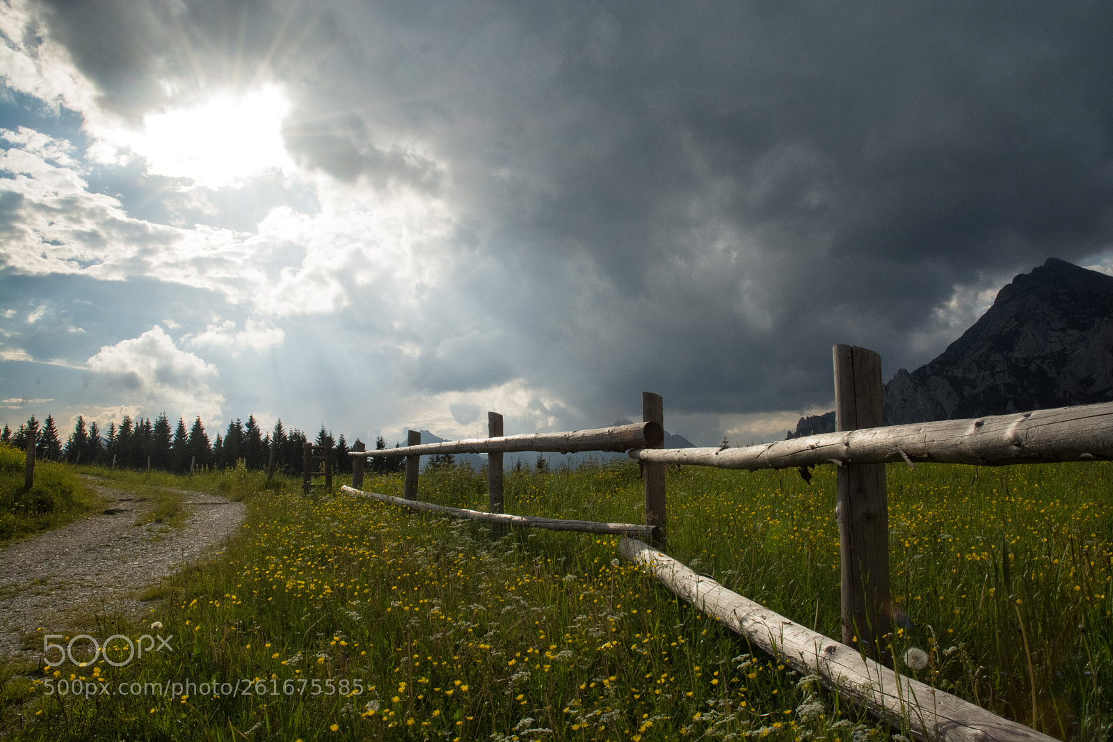 Nikon D7100 sample photo. Into the wild photography