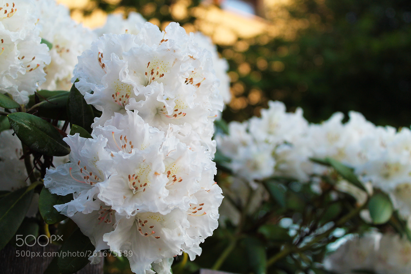 Canon EOS 1100D (EOS Rebel T3 / EOS Kiss X50) sample photo. Macro flower photography
