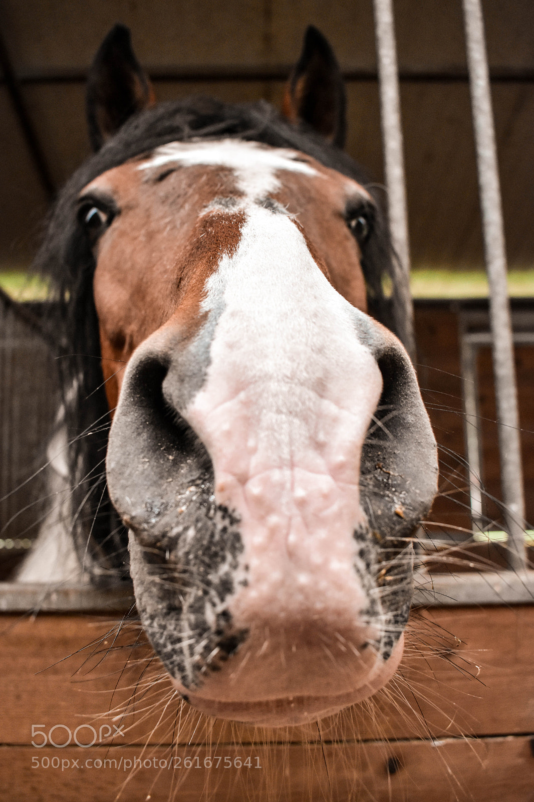Nikon D3400 sample photo. The smell of carrots photography