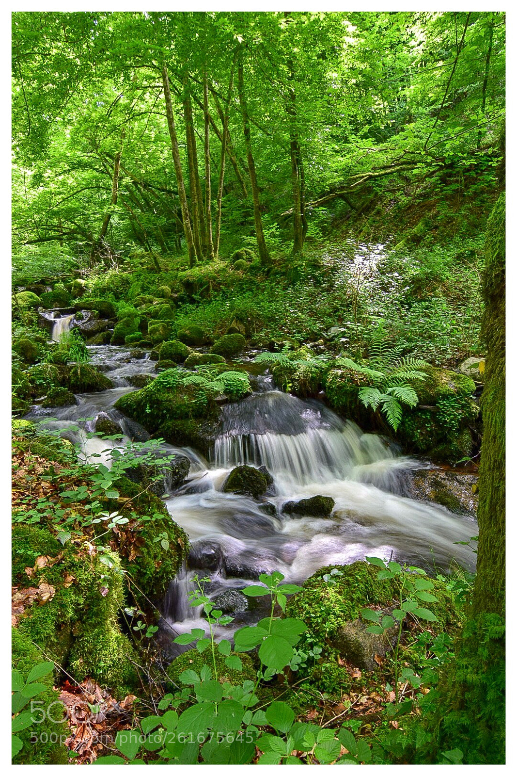 Nikon D5300 sample photo. Ballade sur autun photography