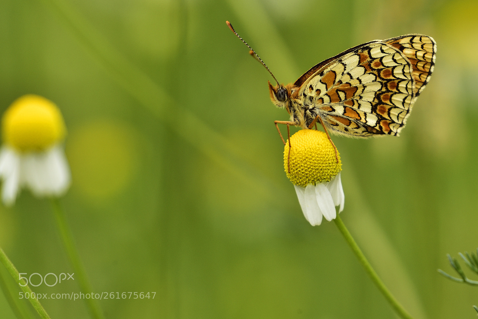 Nikon D750 sample photo. Melitaea cinxia photography