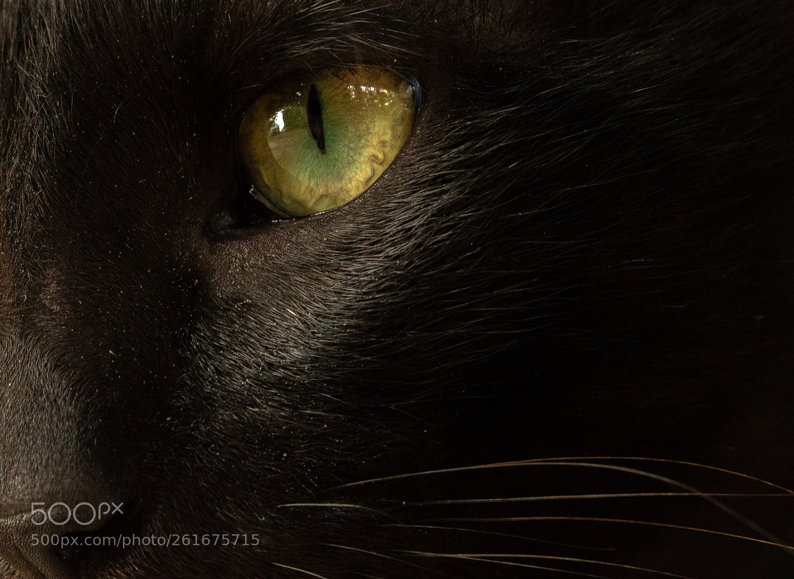 Canon EOS 750D (EOS Rebel T6i / EOS Kiss X8i) sample photo. Eye of my tiger photography