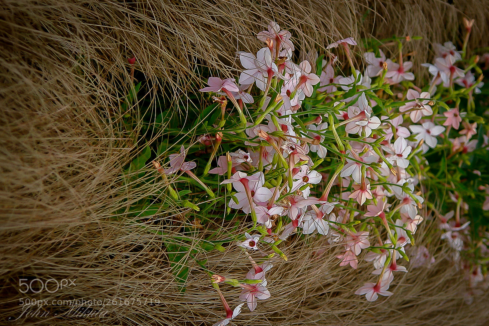 Sony DSC-R1 sample photo. Wild flower . photography