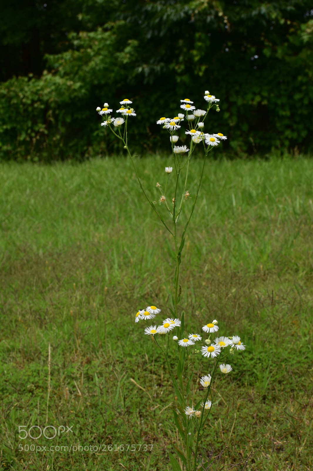 Nikon D3400 sample photo. Daisy photography
