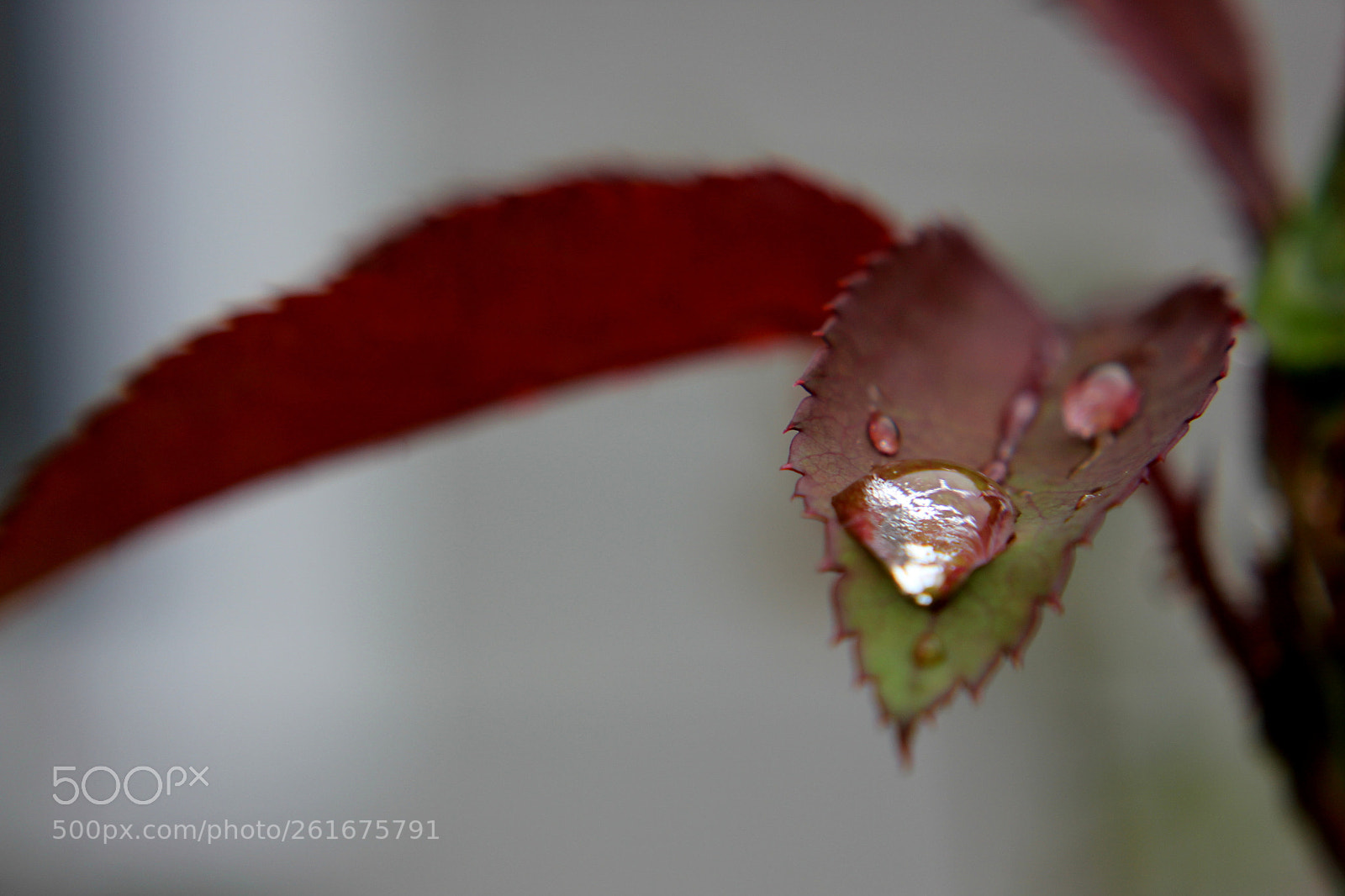 Canon EOS 550D (EOS Rebel T2i / EOS Kiss X4) sample photo. Shine till you exist :) photography