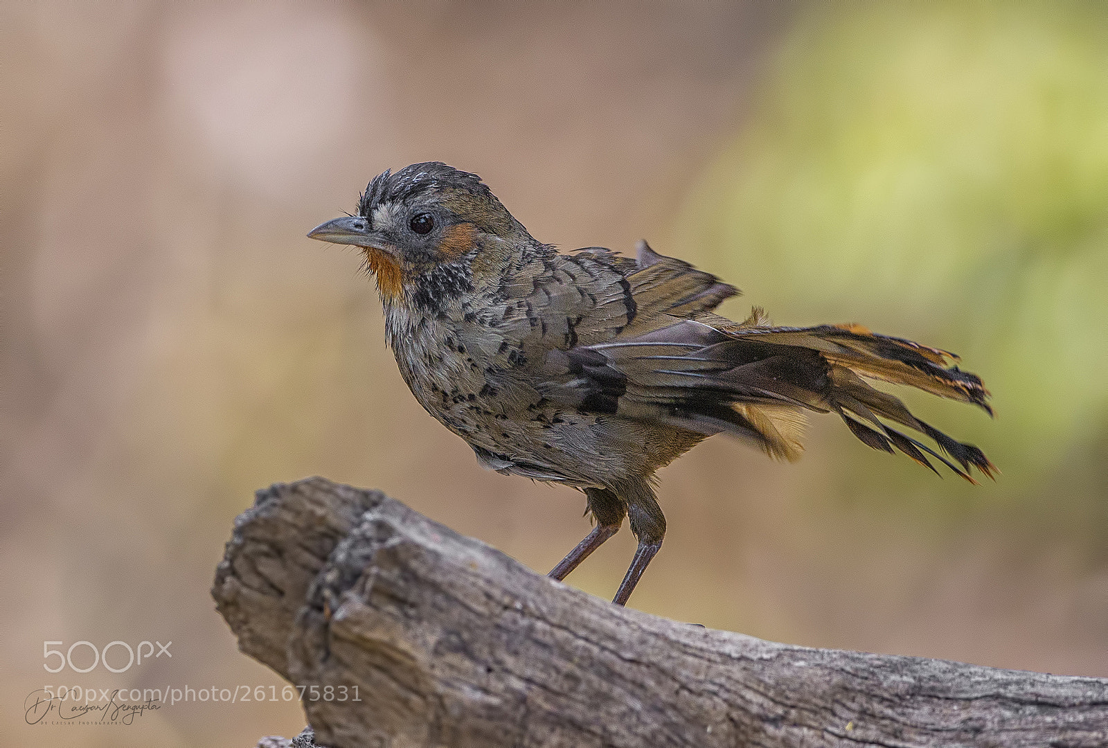 Canon EOS-1D X sample photo. Rufous chinned laughingthrush photography