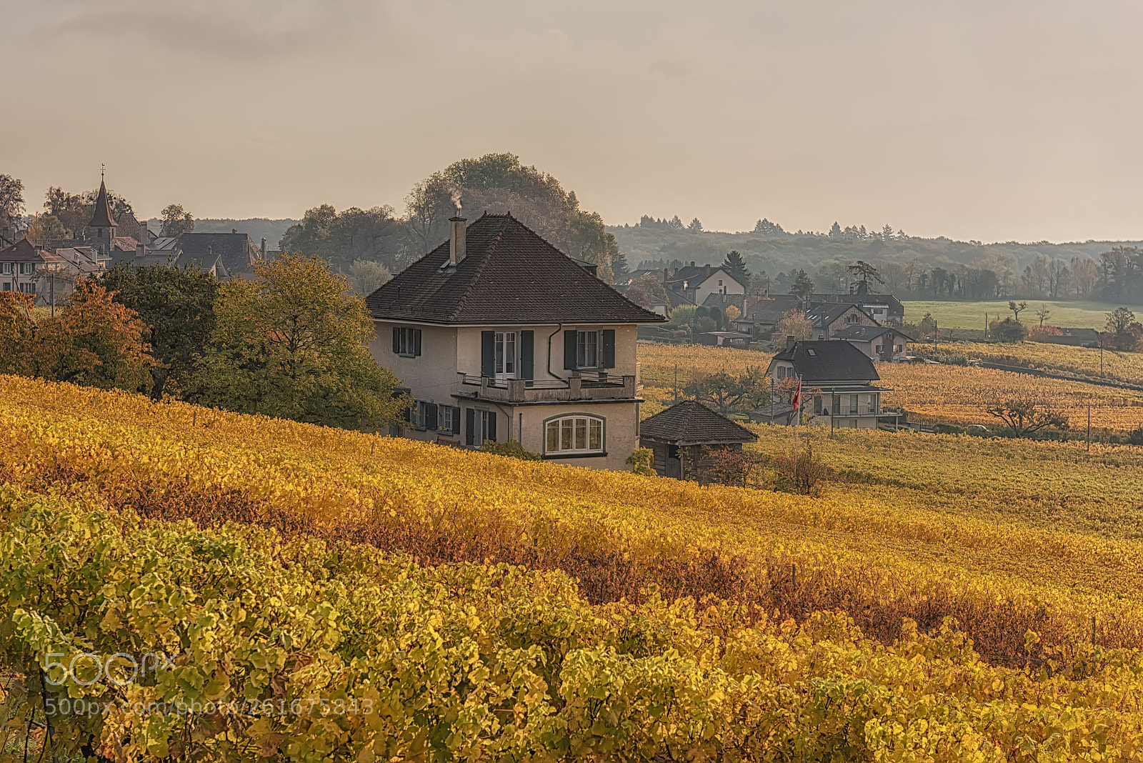 Nikon D810 sample photo. Allaman vineyards, switzerland photography