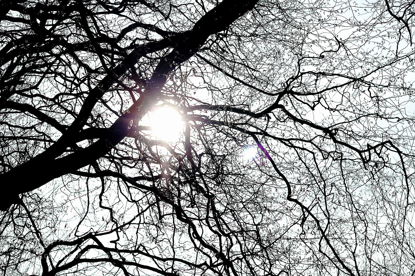 Canon EOS 1200D (EOS Rebel T5 / EOS Kiss X70 / EOS Hi) sample photo. Through the branch photography