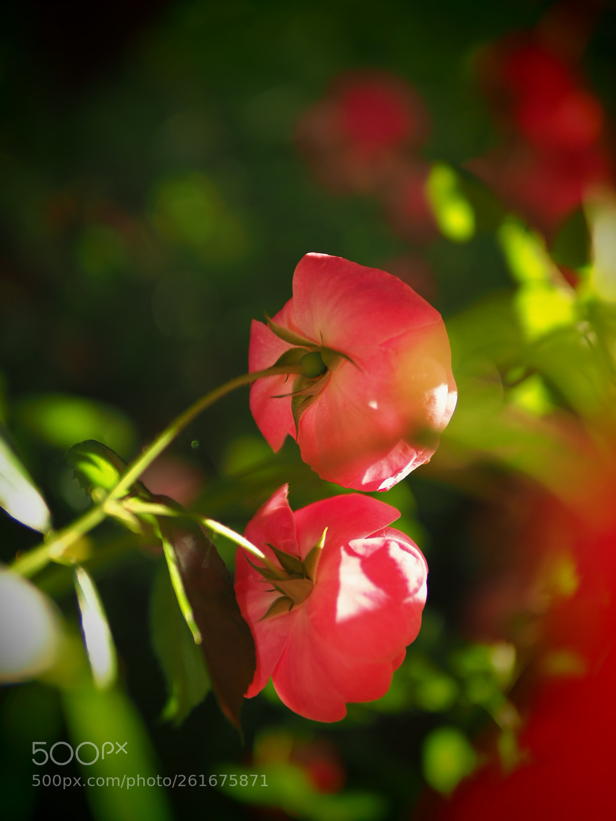 Olympus OM-D E-M1 Mark II sample photo. Untitled photography