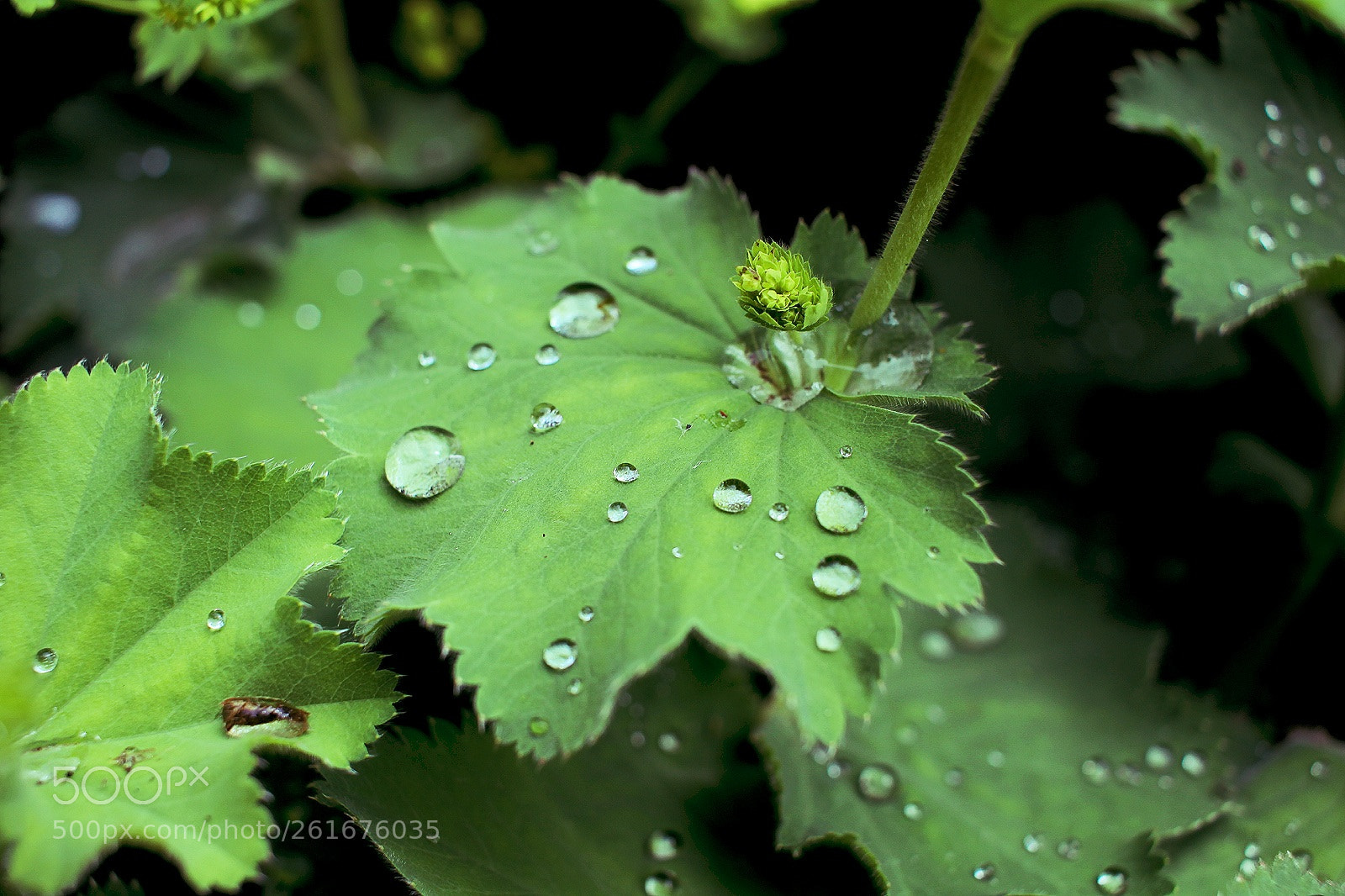 Canon EOS 1200D (EOS Rebel T5 / EOS Kiss X70 / EOS Hi) sample photo. Droplets photography
