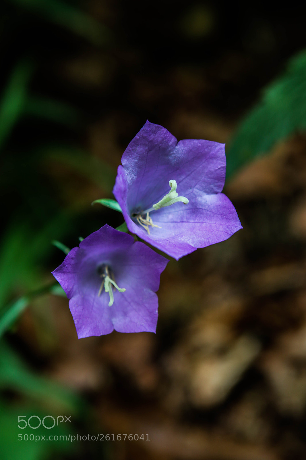 Canon EOS 80D sample photo. Mountain flower photography