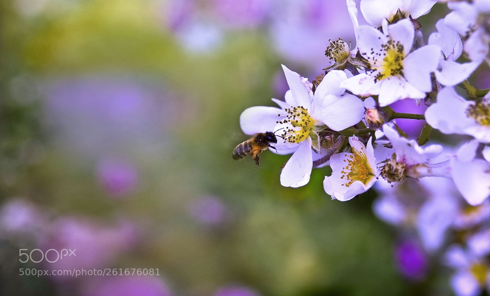Pentax K-50 sample photo. Bee photography