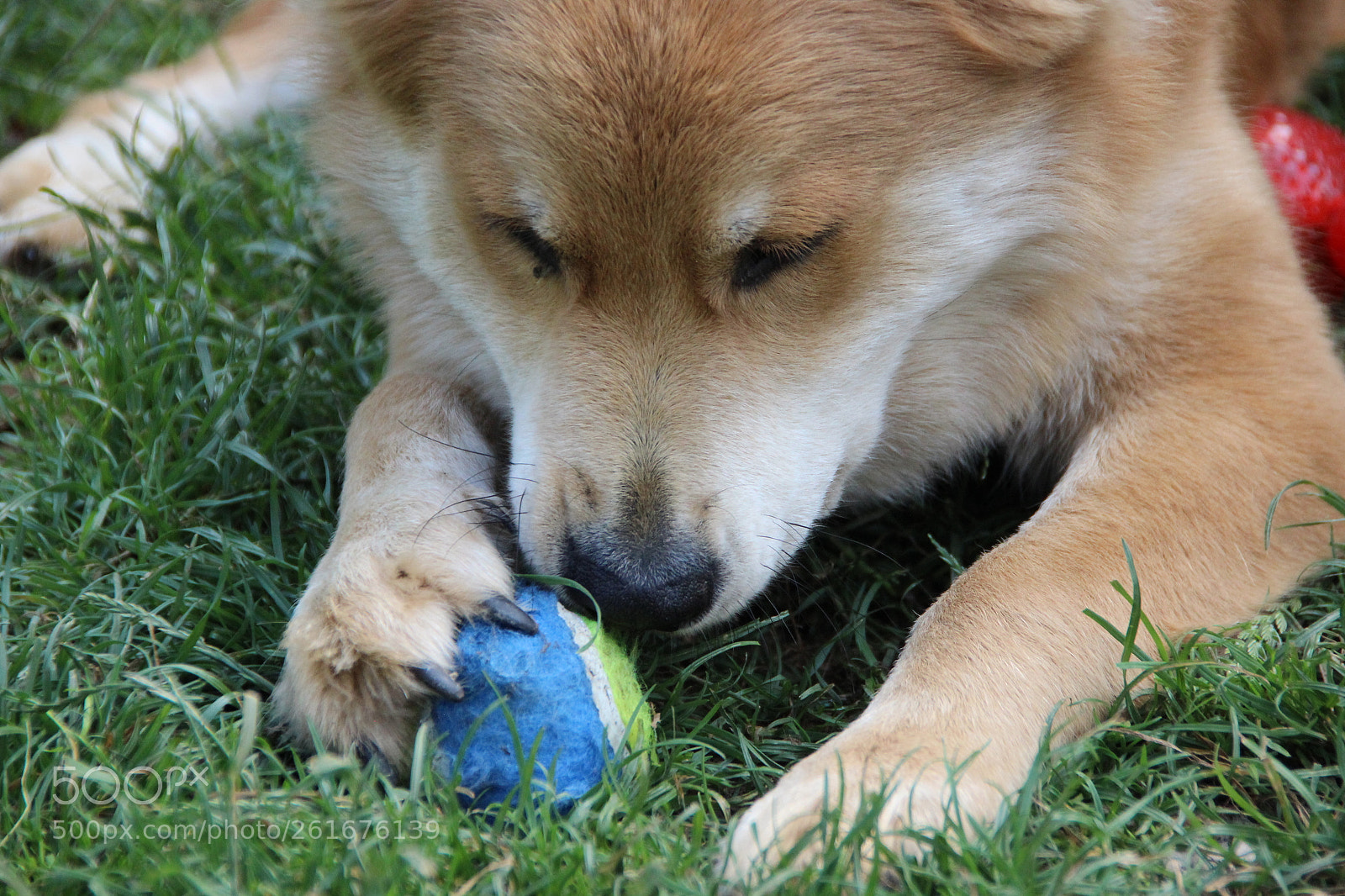 Canon EOS 600D (Rebel EOS T3i / EOS Kiss X5) sample photo. Dog plays - this photography