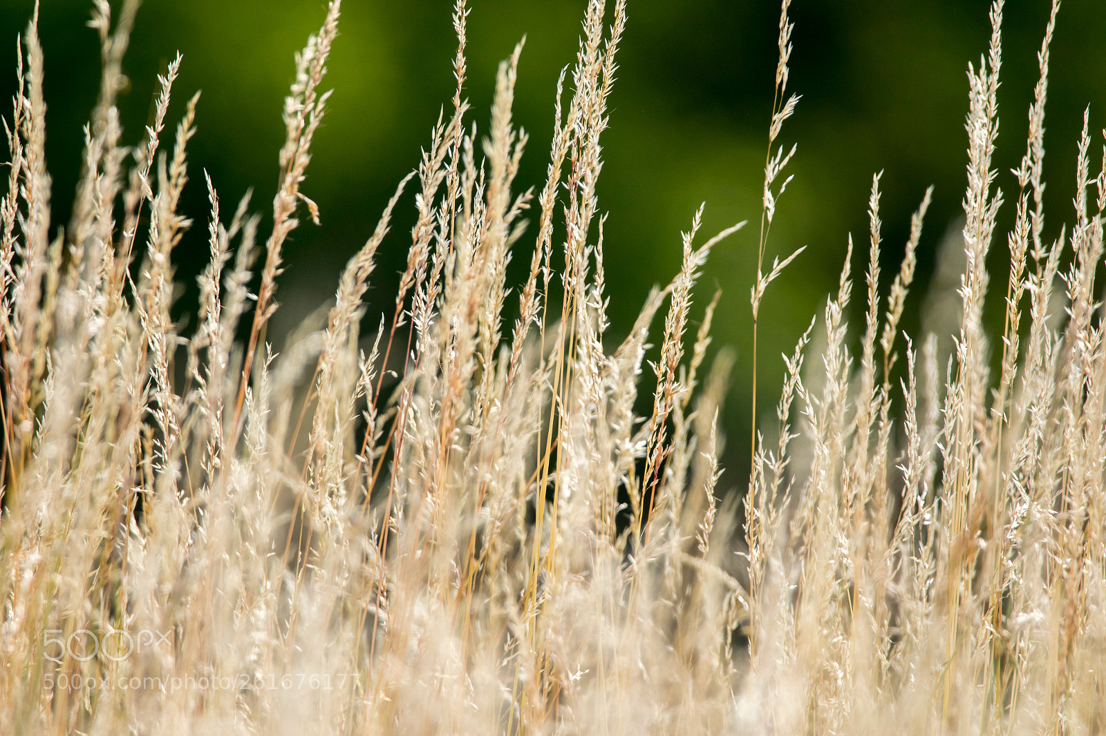 Canon EOS 7D Mark II sample photo. Field photography
